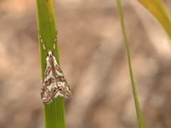 Anydraula glycerialis