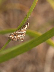 Anydraula glycerialis