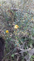 Pultenaea largiflorens