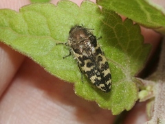 Acmaeodera decipiens