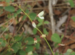Desmodium grahamii