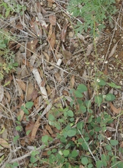 Desmodium grahamii