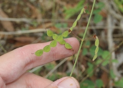 Desmodium grahamii