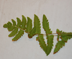 Polypodiopsida