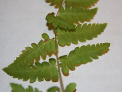 Polypodiopsida