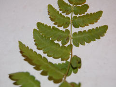 Polypodiopsida
