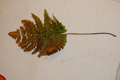 Polypodiopsida