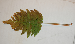 Polypodiopsida