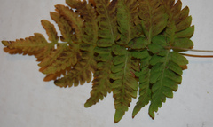 Polypodiopsida