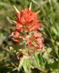 Castilleja litoralis
