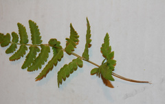 Polypodiopsida