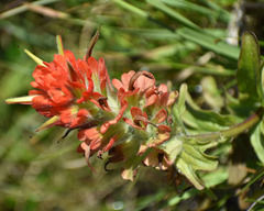 Castilleja litoralis