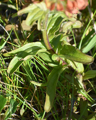 Castilleja litoralis