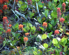 Castilleja litoralis