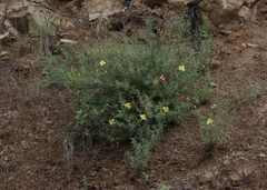 Calylophus
