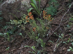 Castilleja patriotica