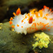 Clown Dorid - Photo (c) Donna Pomeroy, some rights reserved (CC BY-NC), uploaded by Donna Pomeroy