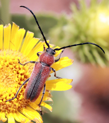 Crossidius discoideus