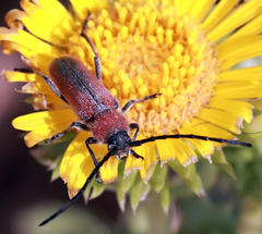 Crossidius discoideus