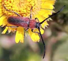 Crossidius discoideus