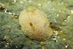 Acanthodoris rhodoceras image