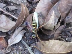Psammaletes mexicanus