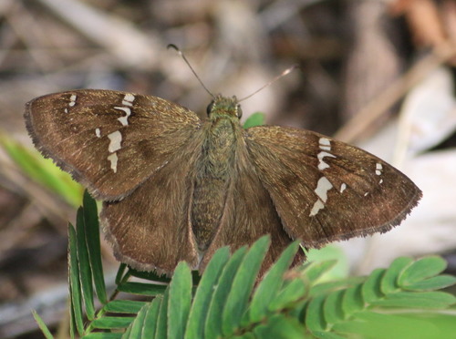 Potrillo Skipper