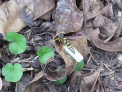 Psammaletes mexicanus