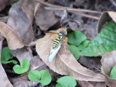 Psammaletes mexicanus