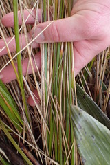 Chionochloa pallens
