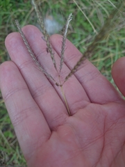 Dichanthium annulatum
