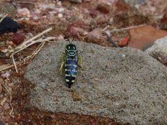 Bicyrtes variegatus