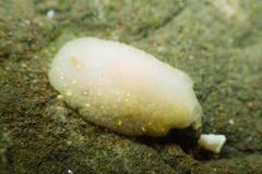 Cadlina modesta
