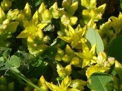 Sedum acre