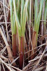 Chionochloa pallens