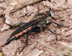 Ospriocerus