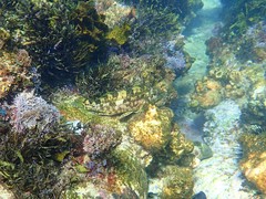 Chironemus marmoratus