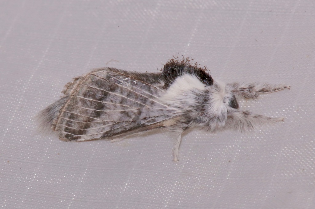 Tolype glenwoodi