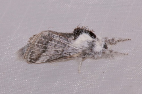 Tolype glenwoodi