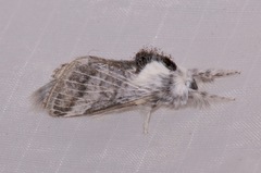 Tolype glenwoodii