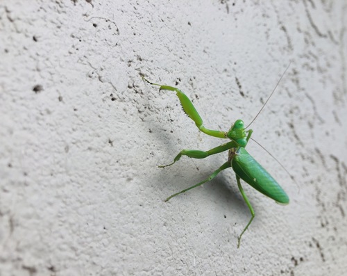 Giant Asian Mantis photo 3