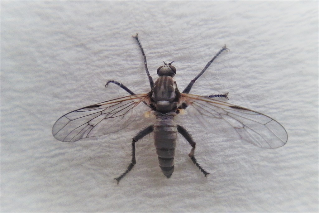Thinempis brouni