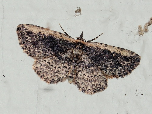 Pale-edged Snout Moth