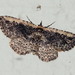 Pale-edged Snout Moth - Photo (c) Susan Elliott, some rights reserved (CC BY-NC), uploaded by Susan Elliott