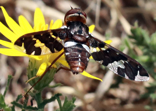 Exoprosopa caliptera photo 5