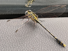 Austrogomphus australis