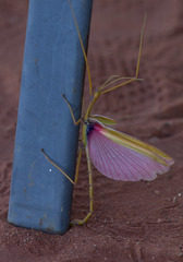 Tropidoderus gracilifemur