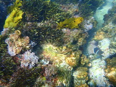 Chironemus marmoratus