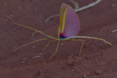 Tropidoderus gracilifemur