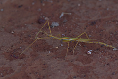 Tropidoderus gracilifemur